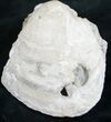 Partial Crystal Filled Fossil Clam - Rucks Pit, FL #7867-2